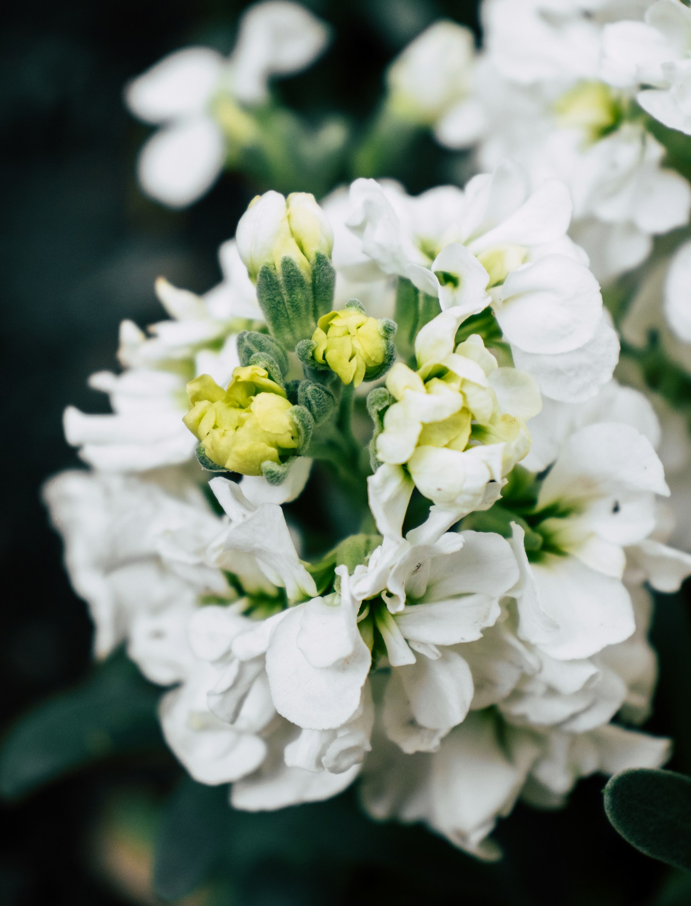 Premium Peony Mix