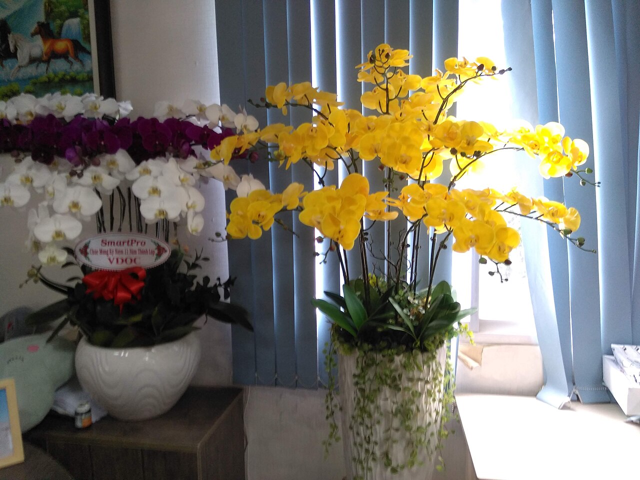 Double White Orkide
