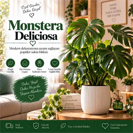 Monstera Deliciosa