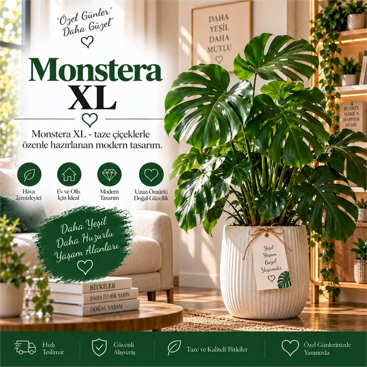 Monstera XL